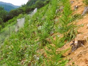 たかが植林　されど植林